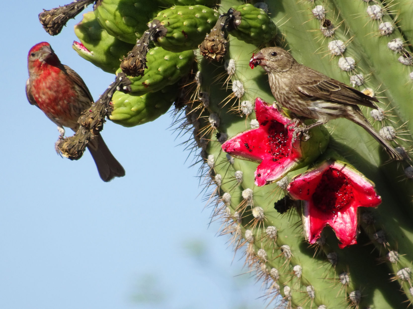 House Finches